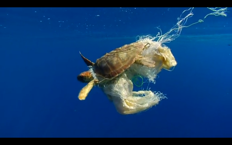 sea-turtle-caught-in-plastics